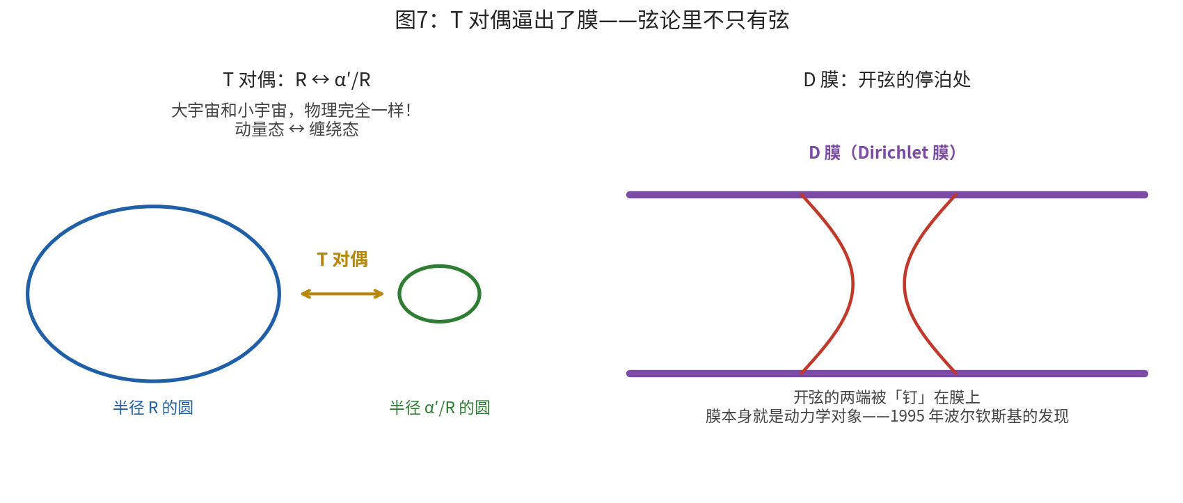 图7:左:T 对偶,半径 R 与 α′/R 的圆给出完全相同的物理;右:T 对偶逼出的 D 膜,开弦两端钉在膜上。